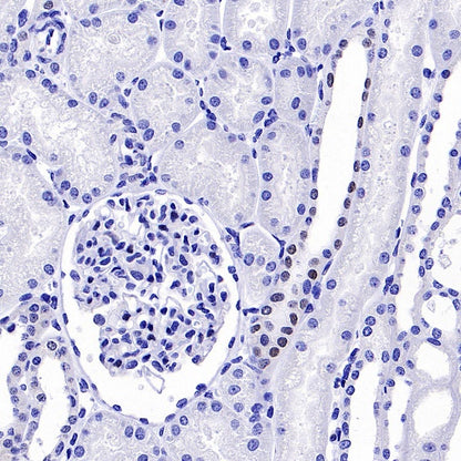 GATA3 Recombinant Mouse mAb (SDT-3180)