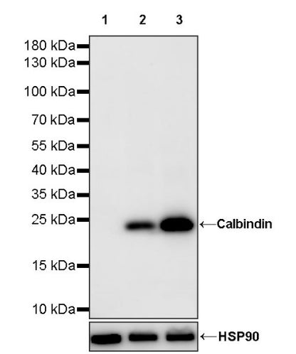 Calbindin Recombinant Rabbit mAb (S-774-378)