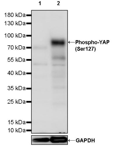 Phospho-YAP (Ser127) Recombinant Rabbit mAb (S-1364-28)