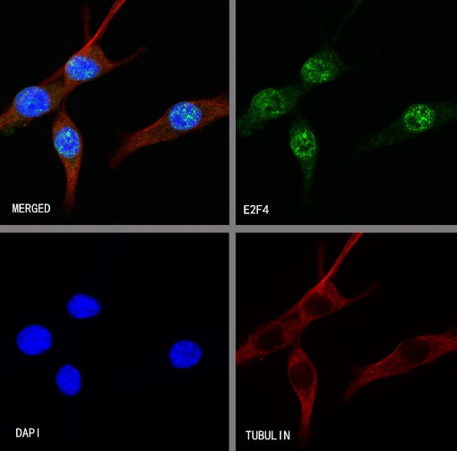 E2F4 Recombinant Rabbit mAb (S-586-214)