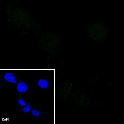 PEG10 Recombinant Rabbit mAb (SDT-442-60)