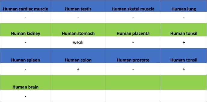 AiolosI/KZF3 Recombinant Rabbit mAb (S-1268-42)