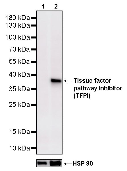Tissue factor pathway inhibitor (TFPI) Recombinant Rabbit mAb (S-4436-30)