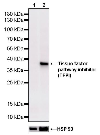 Tissue factor pathway inhibitor (TFPI) Recombinant Rabbit mAb (S-4436-30)