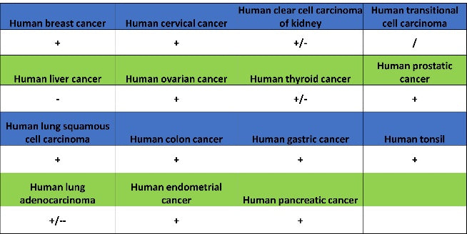 Caspase-3 Recombinant Rabbit mAb (S-656-43)