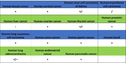Caspase-3 Recombinant Rabbit mAb (S-656-43)