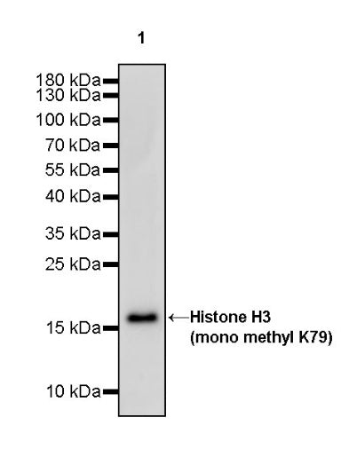 Histone H3 (mono methyl K79) Recombinant Rabbit mAb (S-R417)