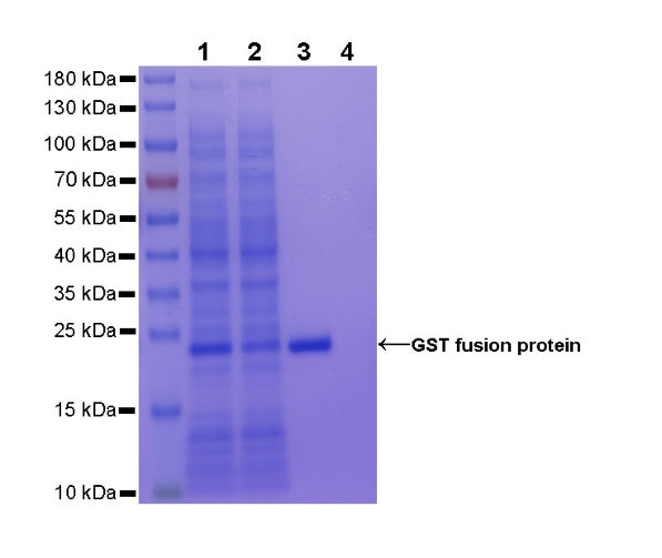Rabbit Anti-GST Tag Magnetic Agarose
