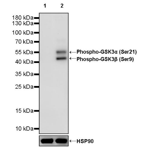 Phospho-GSK3α/β (Ser21/9) Recombinant Rabbit mAb (S-1529-102)