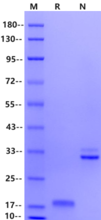 M-CSF Protein, Human（Animal Free）