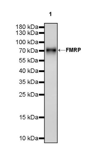FMRP Recombinant Rabbit mAb (S-1671-1)