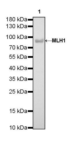 MLH1 Recombinant Rabbit mAb (SDT-112-50)