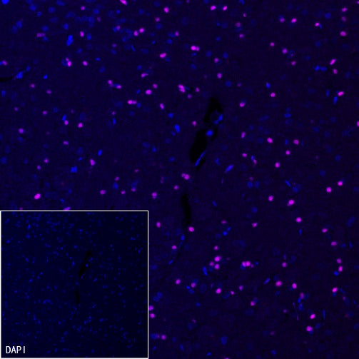 SOX10 Recombinant Rabbit mAb (Alexa Fluor® 647 Conjugate) (SDT-R233)