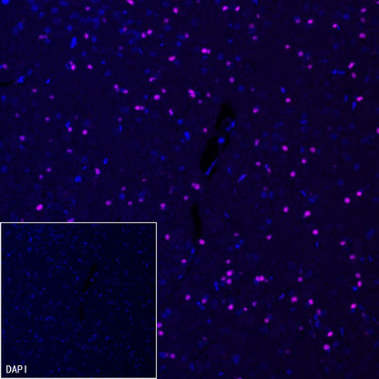 SOX10 Recombinant Rabbit mAb (Alexa Fluor® 647 Conjugate) (SDT-R233)
