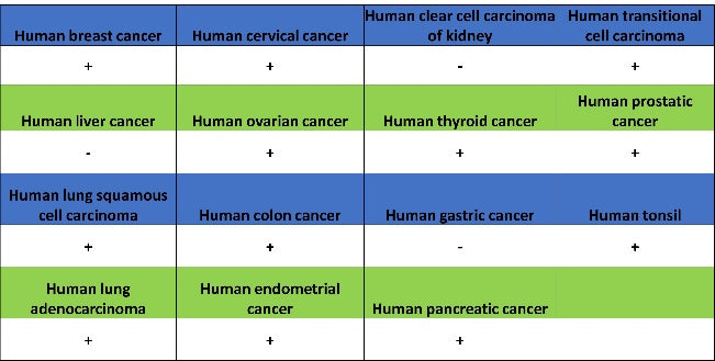 Non-phospho (Active) β-Catenin (Ser37/Thr41) Recombinant Rabbit mAb (S-1813-42)