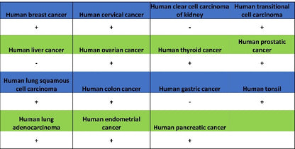 Non-phospho (Active) β-Catenin (Ser37/Thr41) Recombinant Rabbit mAb (S-1813-42)