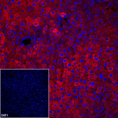 FASN Recombinant Rabbit mAb (PE Conjugate) (S-682-32)