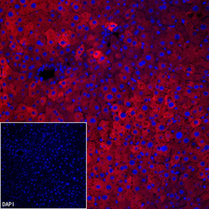 FASN Recombinant Rabbit mAb (PE Conjugate) (S-682-32)