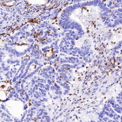 CD50 Rabbit Polyclonal Antibody