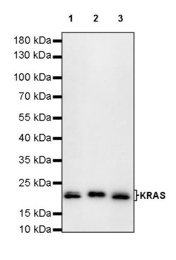 KRAS Recombinant Rabbit mAb (S-443-69)