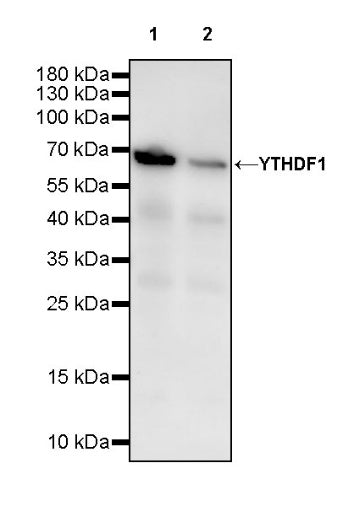 YTHDF1 Recombinant Rabbit mAb (S-3433-13)