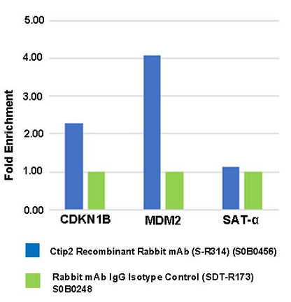Ctip2 Recombinant Rabbit mAb (S-R314)