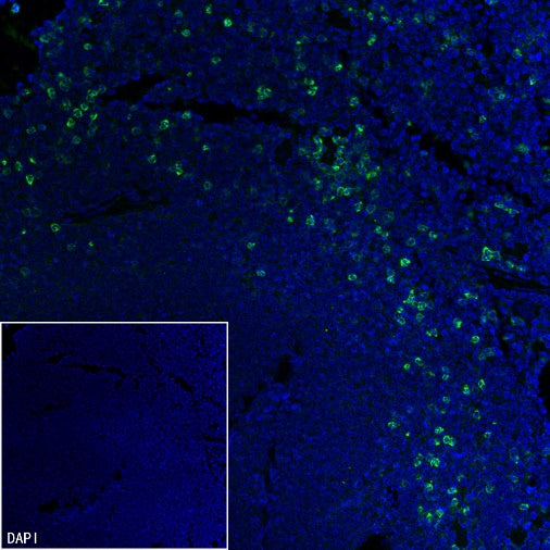 Ly6G Recombinant Rabbit mAb (S-2495-6)