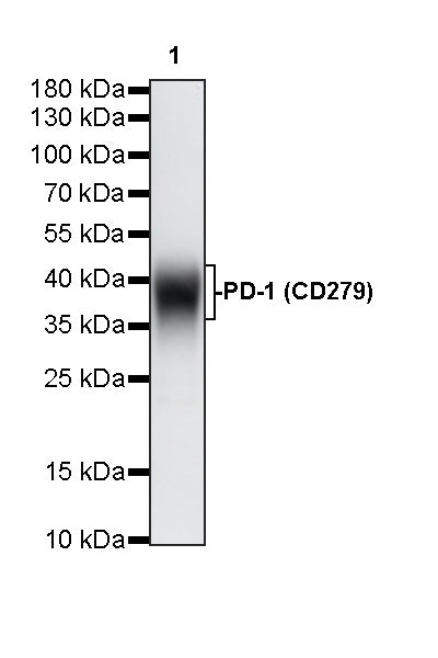 Invivo Anti-Mouse PD-1 (CD279) Recombinant mAb