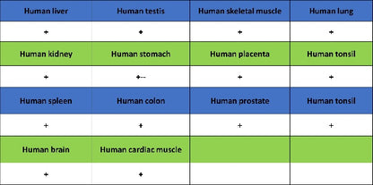 SERCA2 ATPase Recombinant Rabbit mAb (S-5956)