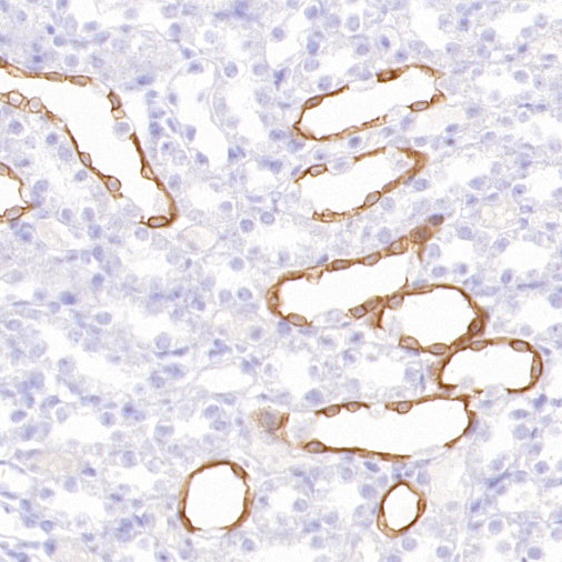 GDF3 Recombinant Rabbit mAb (S-3049-3)