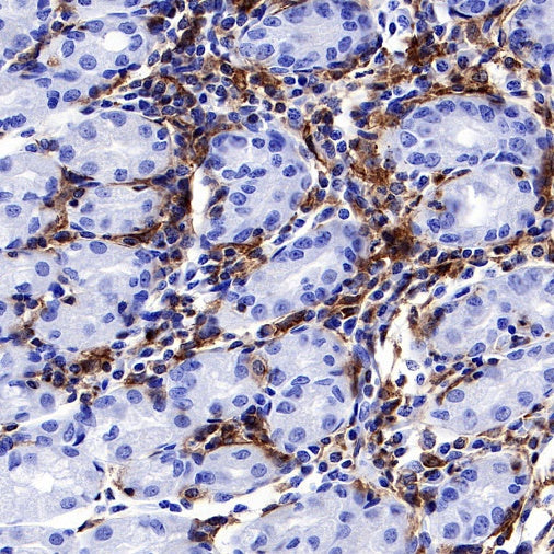 LAIR1 Recombinant Rabbit mAb (S-285-2)