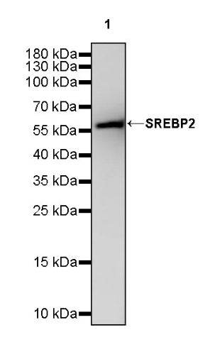 SREBP2 Recombinant Rabbit mAb (S-2701-1)