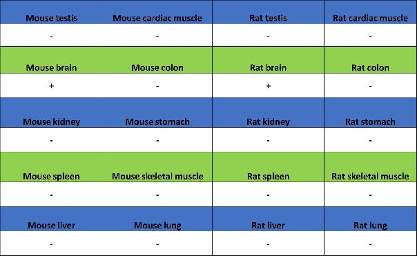 LMO4 Recombinant Rat mAb (S-5963)