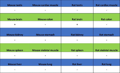 LMO4 Recombinant Rat mAb (S-5963)
