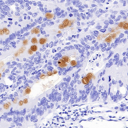 S-RMab® MUC2 Recombinant Rabbit mAb (SDT-345-148)