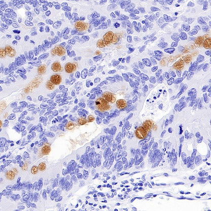 S-RMab® MUC2 Recombinant Rabbit mAb (SDT-345-148)