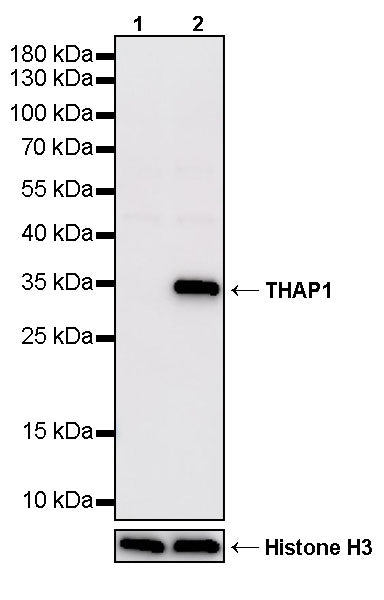 THAP1 Recombinant Rabbit mAb (S-4023-36)