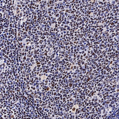CREB Recombinant Rabbit mAb (S-1115-39)