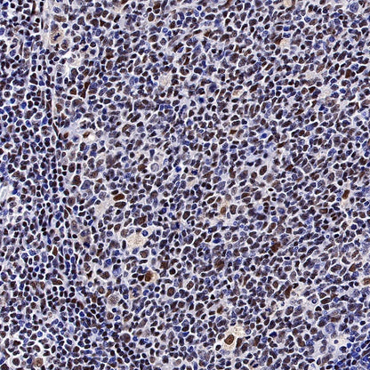 CREB Recombinant Rabbit mAb (S-1115-39)