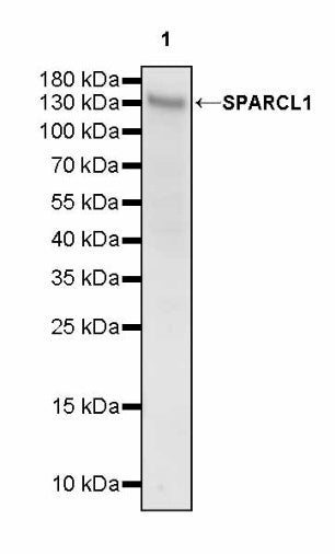 SPARCL1 Recombinant Rabbit mAb (S-3326-27)