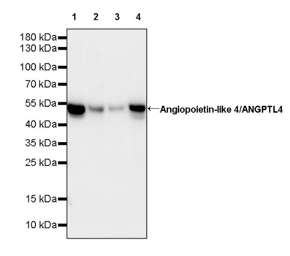 Angiopoietin-like 4/ANGPTL4 Recombinant Rabbit mAb (S-1605-42)