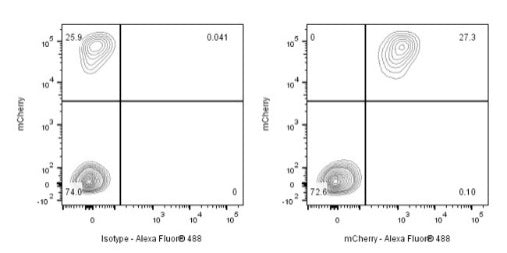 mCherry Mouse mAb (S-1050-13)