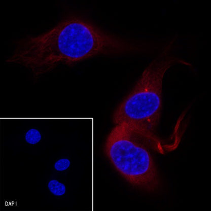β-tubulin Recombinant Rabbit mAb (Alexa Fluor® 594 Conjugate) (S-312-113)