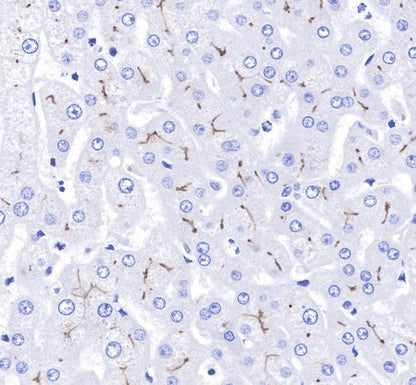 CD10 Recombinant Rabbit mAb (SDT-006-77)