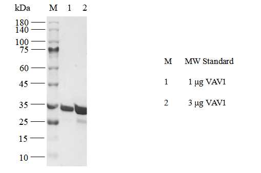 VAV1 GST Tag Protein, Human