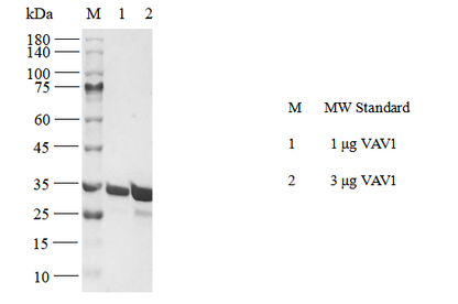 VAV1 GST Tag Protein, Human