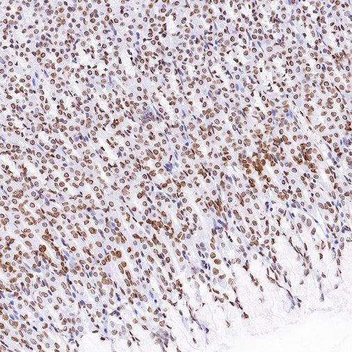 Histone H4 (acetyl K16) Recombinant Rabbit mAb (S-1482-12)