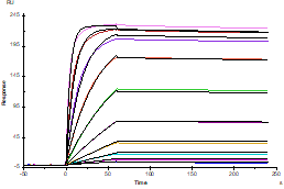 TNFR-1/CD120a Protein, Human