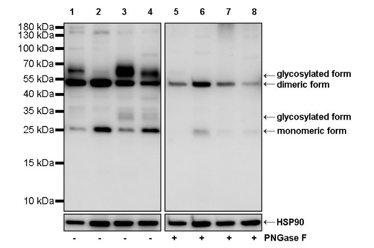 SLC31A1 Rabbit Polyclonal Antibody