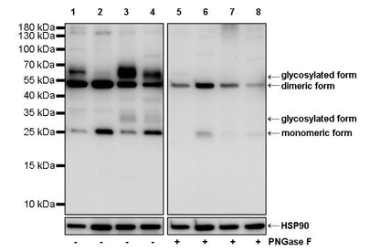 SLC31A1 Rabbit Polyclonal Antibody